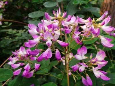 胡枝子有哪些作用和功效 ？