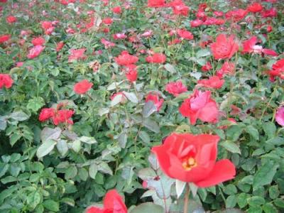 紅帽月季種子和小苗去哪里購買？