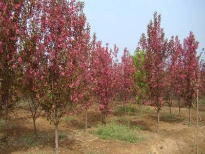 絢麗海棠小苗去哪購(gòu)買(mǎi)？