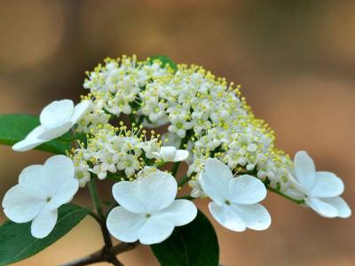 天目瓊花如何繁殖注意些什么 ？