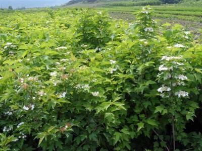 天目瓊花的花語(yǔ)又是什么代表了什么 ？