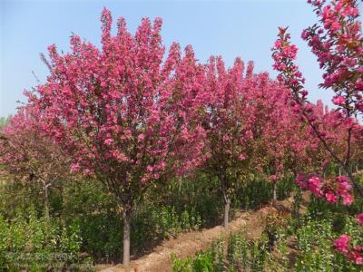 絢麗海棠修剪時(shí)間和修剪的目的是什么？