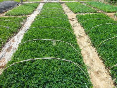 大葉黃楊常見的繁殖方式包括什么，注意些什么 ？