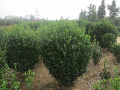 大葉黃楊的風(fēng)水寓意是什么 ？