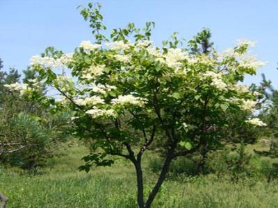 暴馬丁香可以長多高 ？