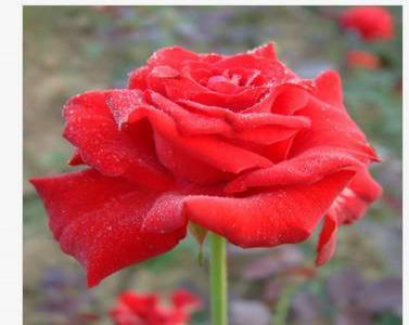 紅帽月季是爬藤植物嗎？