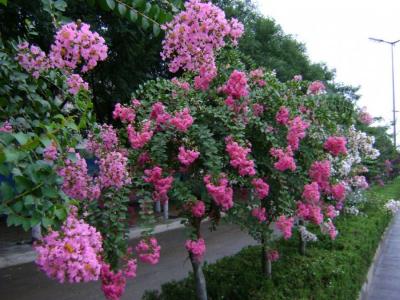 紫薇的由來(lái)是什么，關(guān)于紫薇的傳說(shuō)是什么 ？