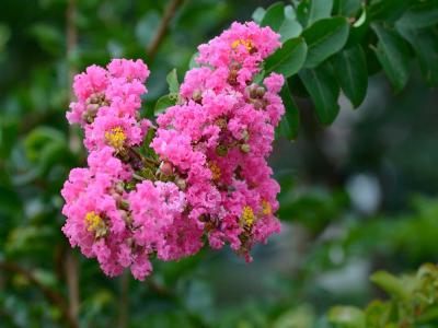 紫薇的花語(yǔ)是什么代表了什么 ？