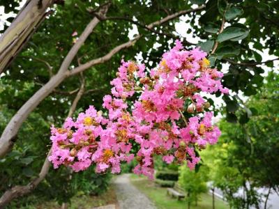 常見的紫薇全身都是寶，這些藥用價值你知道嗎 ？