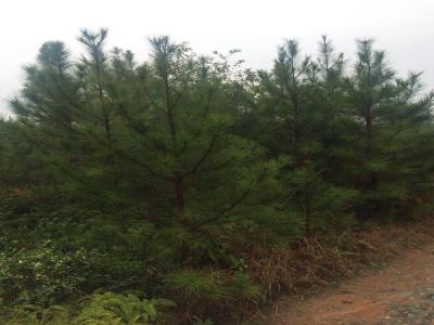 白皮松小苗應(yīng)該去哪里買 ？