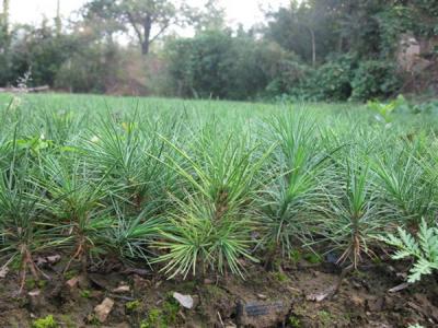 白皮松的生長需要注意些什么 ？