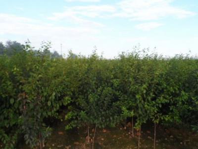 山杏的作用是什么