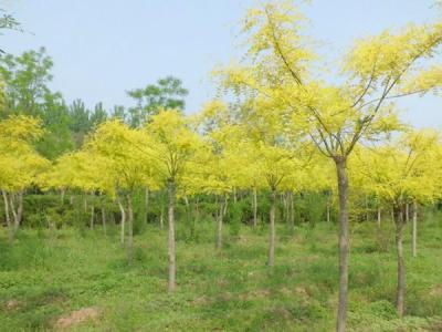 金葉槐樹(shù)苗哪里有賣(mài)的