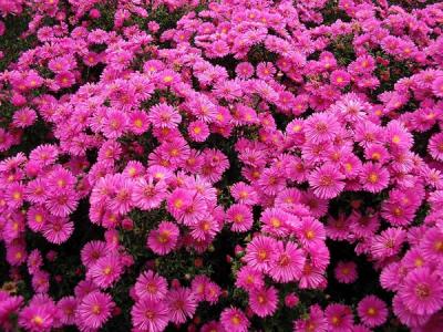 荷蘭菊什么時(shí)候開花