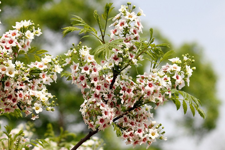 文冠果種子價(jià)格及種植方法 文冠果種子價(jià)格及種植方法