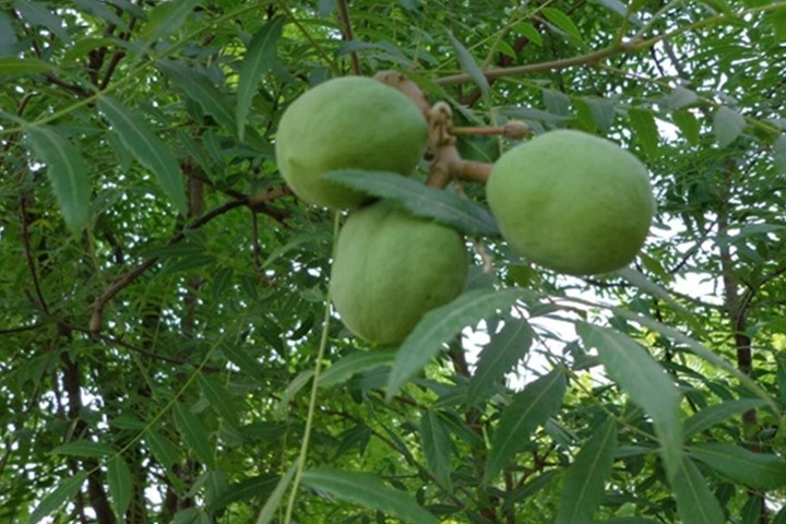 文冠果種子價(jià)格及種植方法 文冠果種子價(jià)格及種植方法