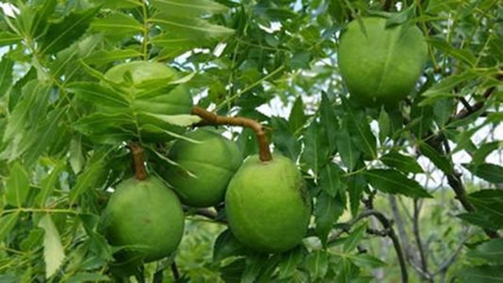 文冠果種子價(jià)格及種植方法 文冠果種子價(jià)格及種植方法