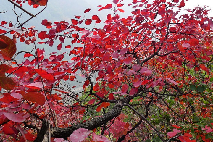 黃櫨種子圖片_價(jià)格_育苗方法 黃櫨種子圖片_價(jià)格_育苗方法