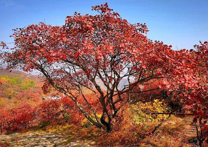 黃櫨種子圖片_價(jià)格_育苗方法 黃櫨種子圖片_價(jià)格_育苗方法