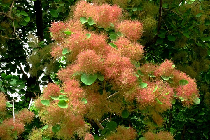 黃櫨種子圖片_價(jià)格_育苗方法 黃櫨種子圖片_價(jià)格_育苗方法