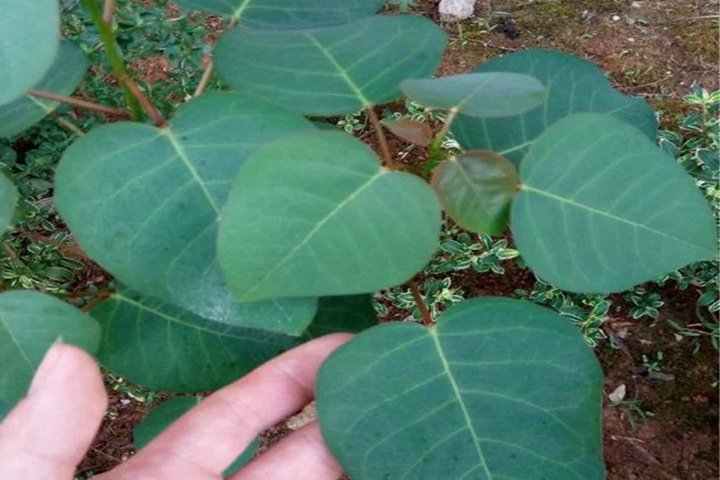 黃櫨種子圖片_價(jià)格_育苗方法 黃櫨種子圖片_價(jià)格_育苗方法