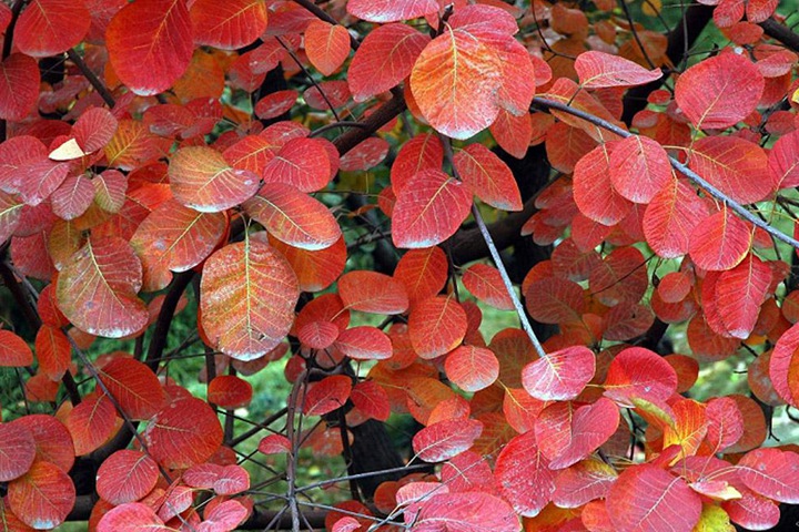 黃櫨種子圖片_價(jià)格_育苗方法 黃櫨種子圖片_價(jià)格_育苗方法