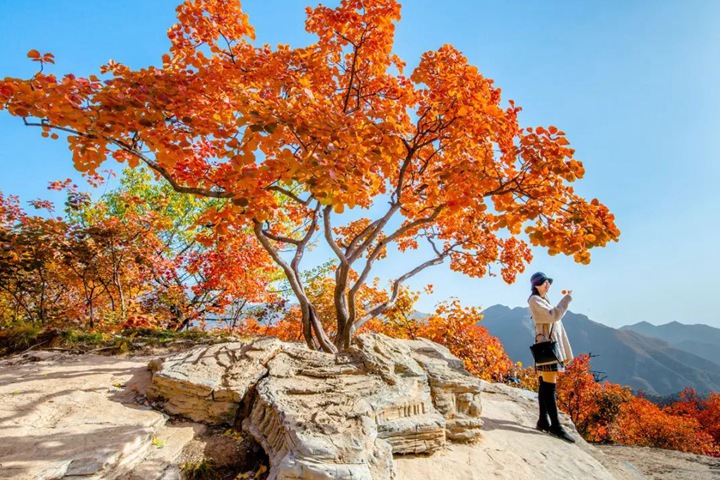 黃櫨種子圖片_價(jià)格_育苗方法 黃櫨種子圖片_價(jià)格_育苗方法