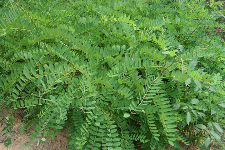 紫穗槐種子 紫穗槐種子