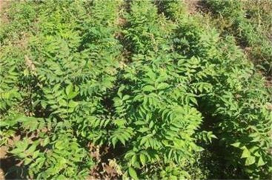 皂角種子怎么種，浸種催芽后進(jìn)行播種