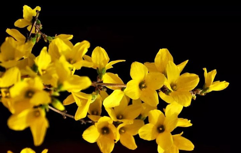 迎春花和連翹花有什么區(qū)別？