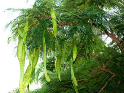 皂角不同于皂角米，皂角米功效作用有哪些？