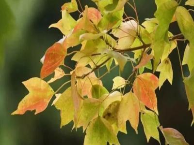 三角楓、五角楓、紅楓、羽毛楓的區(qū)別