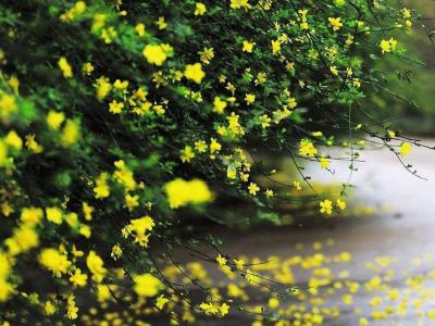 迎春花和連翹花有什么區(qū)別？