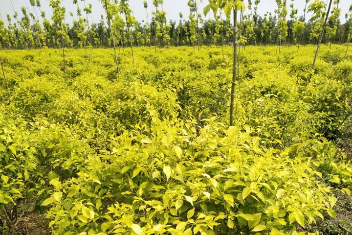 金葉<a href=http://m.zhonghuaba.com/lvhuamiaomu/70.html target=_blank class=infotextkey>絲棉木</a> 金葉絲棉木