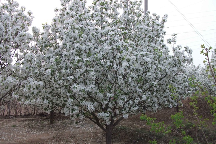 八棱海棠 八棱海棠