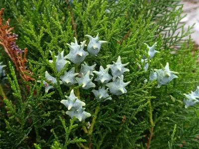 側(cè)柏的屬性及功效，有什么藥用價(jià)值