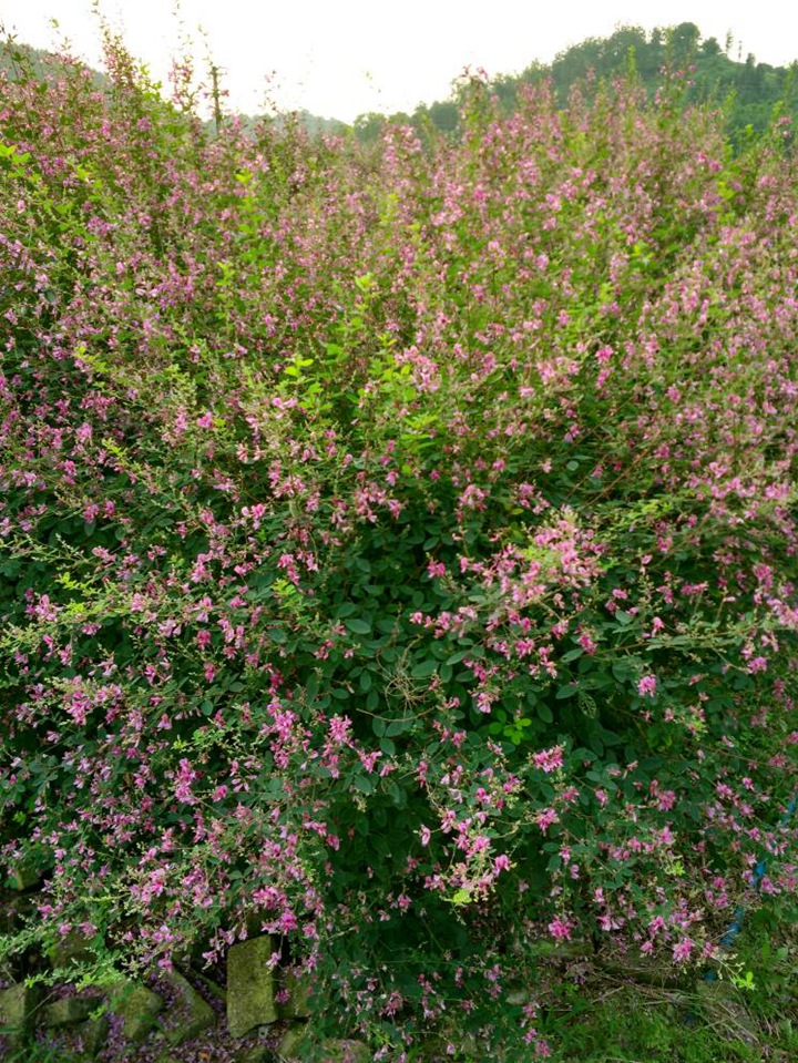 多花胡枝子 多花胡枝子