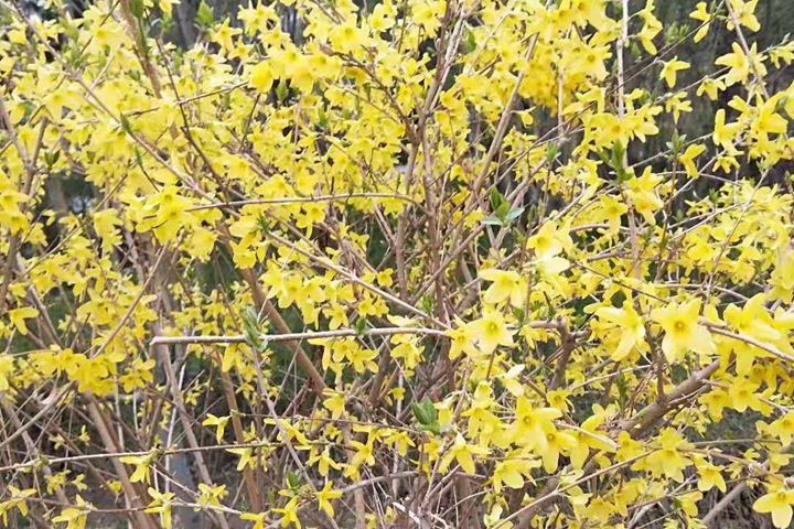 金鐘連翹 金鐘連翹