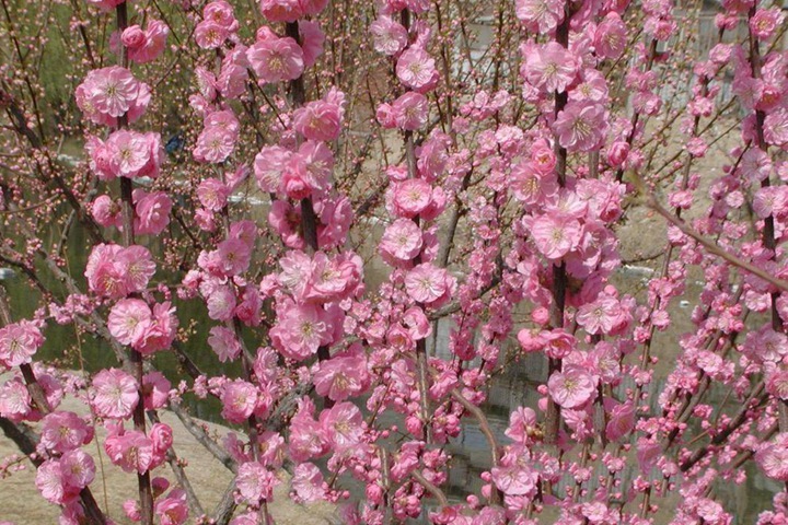 叢生重瓣榆葉梅 叢生重瓣榆葉梅