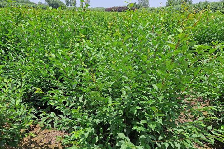 叢生重瓣榆葉梅 叢生重瓣榆葉梅