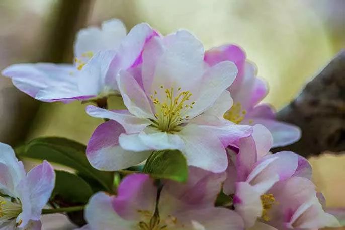 八棱海棠的果實能不能吃,八棱海棠的果實能吃嗎？