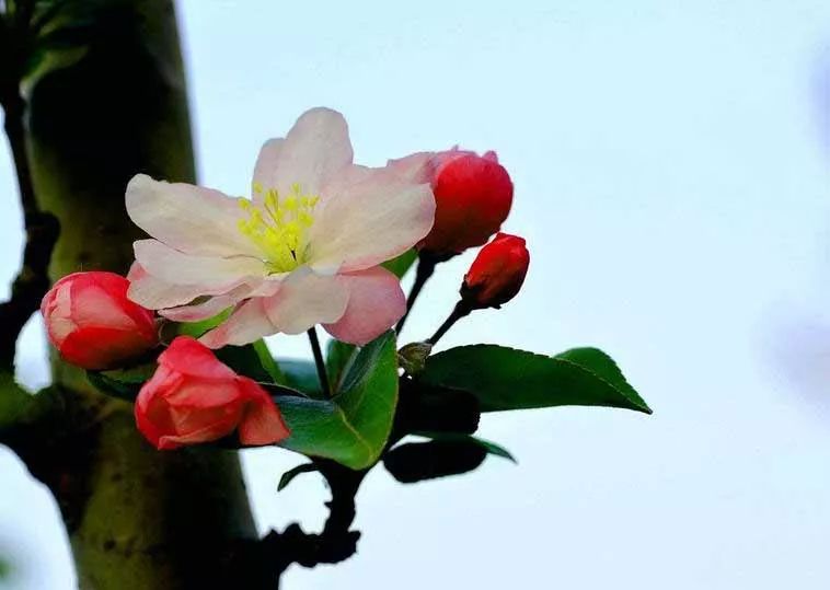 八棱海棠的果實能不能吃,八棱海棠的果實能吃嗎？