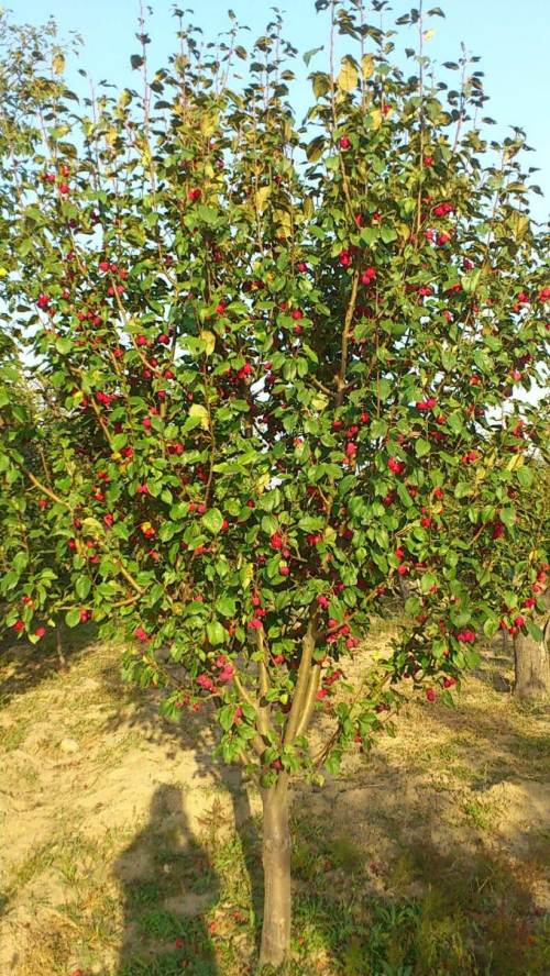 八棱海棠花期多久，幾月份開花