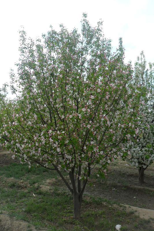 八棱海棠果期是幾月份(果實幾月份成熟) 八棱海棠果期是幾月份(果實幾月份成熟)