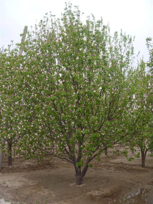 八棱海棠果期是幾月份(果實幾月份成熟) 八棱海棠果期是幾月份(果實幾月份成熟)