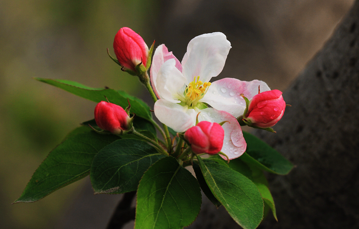 八棱海棠果期是幾月份(果實幾月份成熟) 八棱海棠果期是幾月份(果實幾月份成熟)