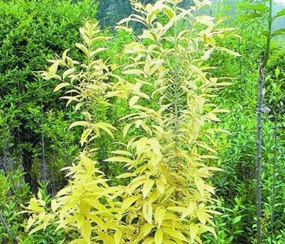 查看源圖像 查看源圖像