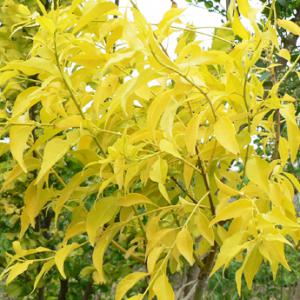 2022年金葉絲棉木球價(jià)格多少錢(qián)一棵 2022年金葉絲棉木球價(jià)格多少錢(qián)一棵