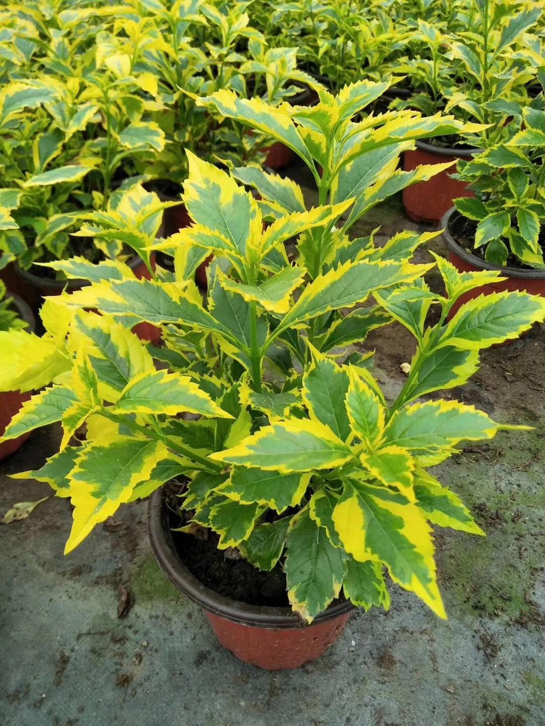 2022年金葉絲棉木球價(jià)格多少錢(qián)一棵 2022年金葉絲棉木球價(jià)格多少錢(qián)一棵