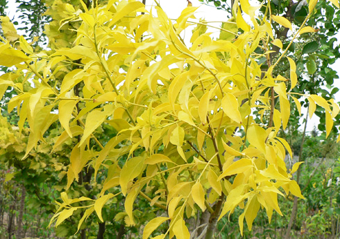 2022年金葉絲棉木球價(jià)格多少錢(qián)一棵 2022年金葉絲棉木球價(jià)格多少錢(qián)一棵